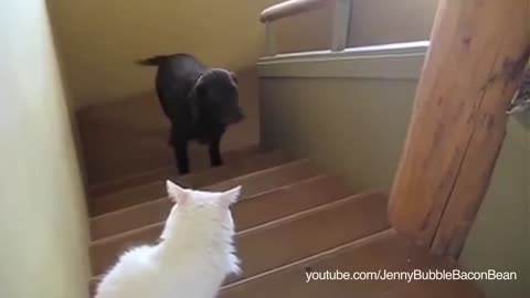 Funny Dogs & Cats 2015 NEW