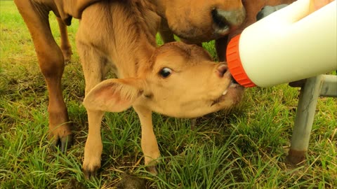 87-Bottle Calf Short 27.1.2023