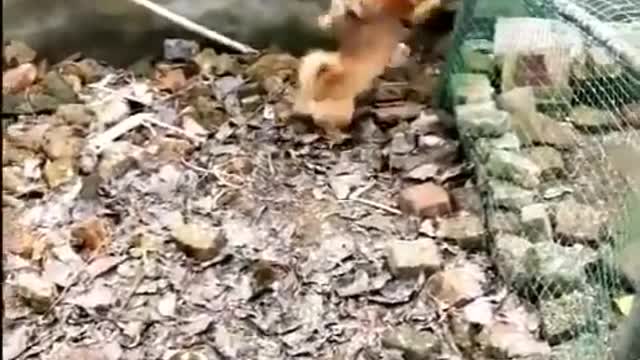 Chicken vs Dog funn video