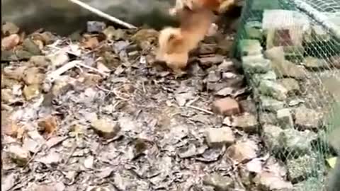 Chicken vs Dog funn video