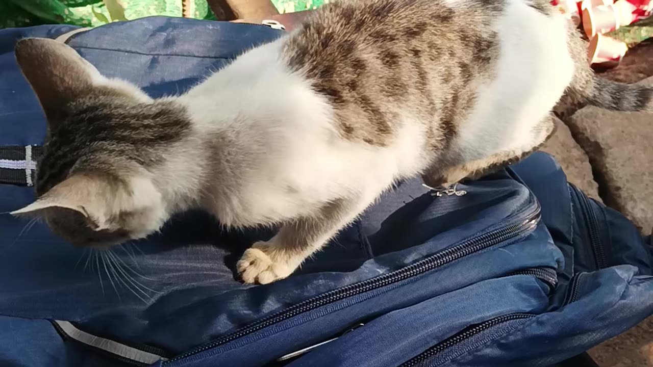 Cat jumping