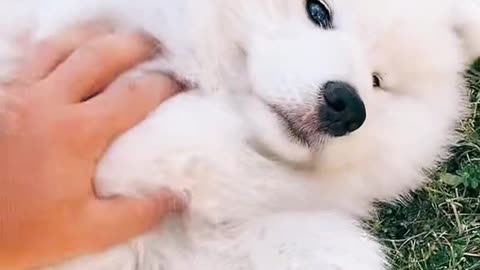 New family member 🚀 Taïko