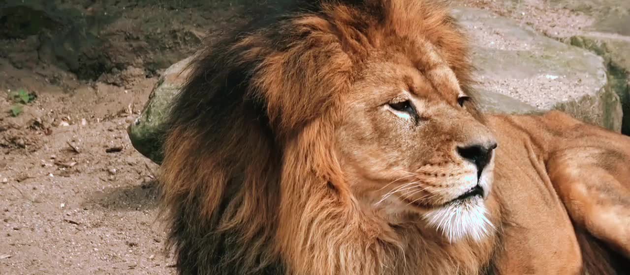 HOLD THE LINE 🦁