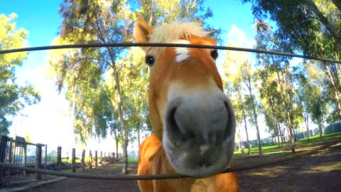 Playful horse in the corral