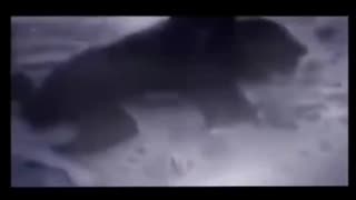 IT IS CLAMED THAT THIS VIDEO IS A LYCANTHROPE FROM BRAZIL {WEREWOLF}