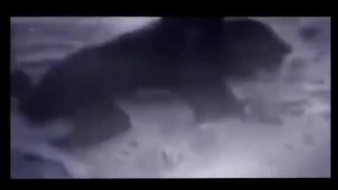 IT IS CLAMED THAT THIS VIDEO IS A LYCANTHROPE FROM BRAZIL {WEREWOLF}
