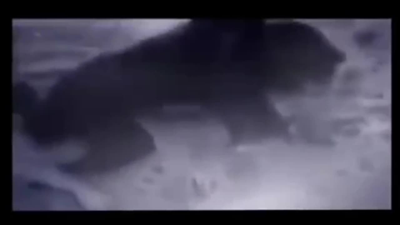 IT IS CLAMED THAT THIS VIDEO IS A LYCANTHROPE FROM BRAZIL {WEREWOLF}