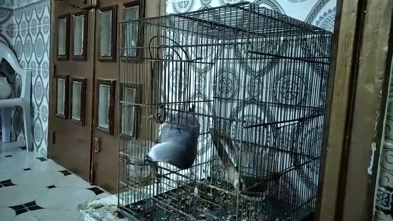 Smart Parrot escaping the cage