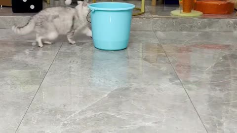 Funny cats