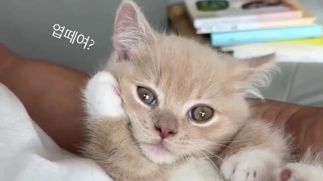 cute cat shorts❤#cat #cutecat