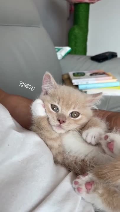 cute cat shorts❤#cat #cutecat
