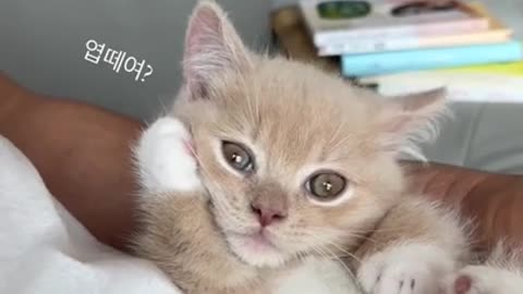 cute cat shorts❤#cat #cutecat