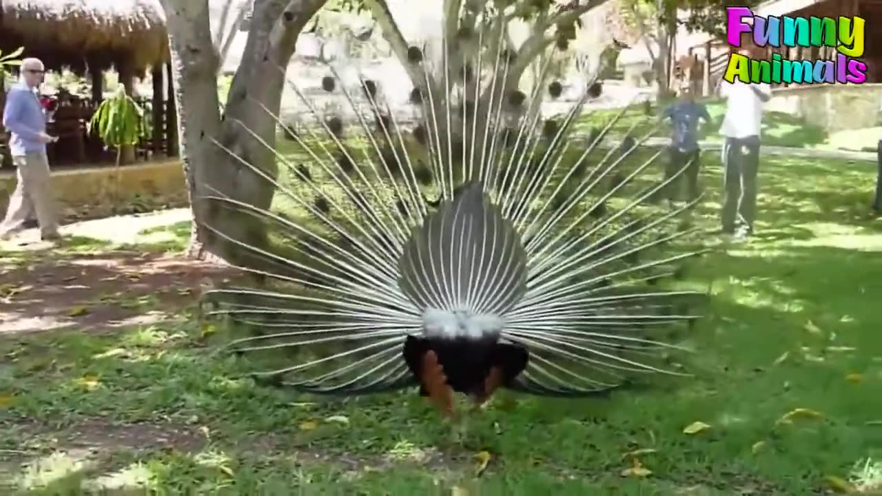 how peacock attack peoples