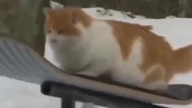 😂😂 Snowboarding CAT, SO CUTE AND FUNNY 😂😂😂