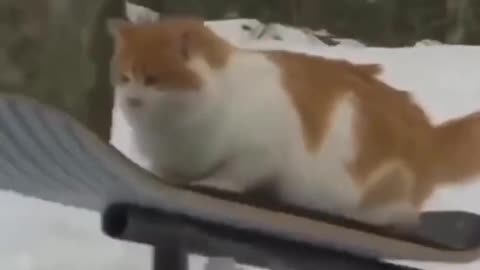 😂😂 Snowboarding CAT, SO CUTE AND FUNNY 😂😂😂