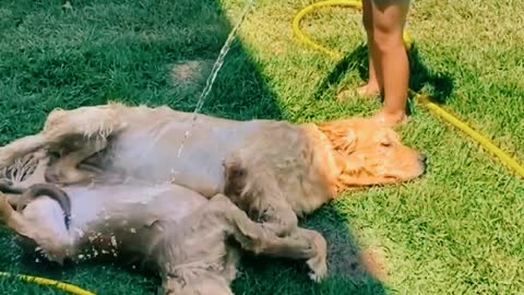 Dog was bathing for child