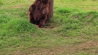 Bear Uses Tree to Scratch His Itchy Back