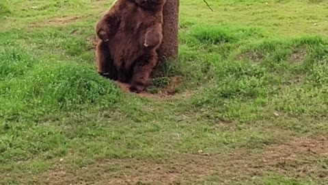 Bear Uses Tree to Scratch His Itchy Back