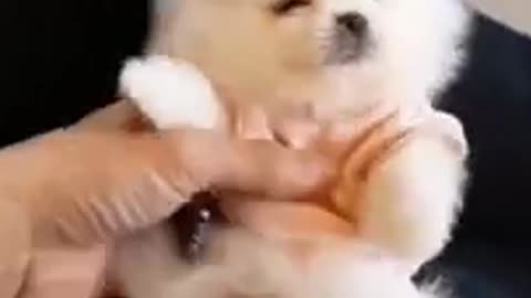 Dog funny video