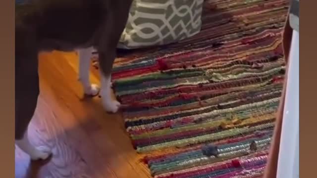Clever cat