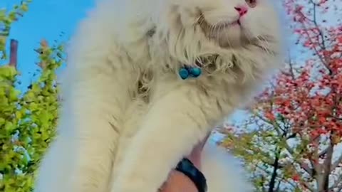 Cute and funny cat video.