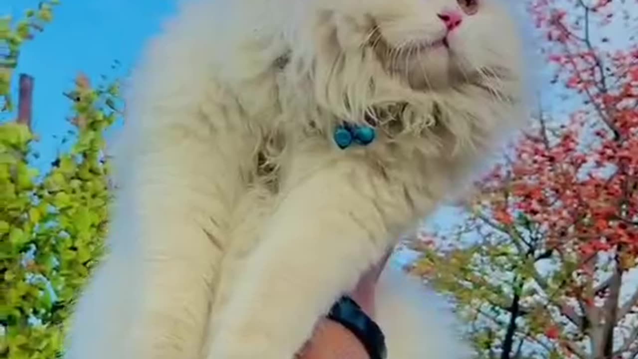 Cute and funny cat video.