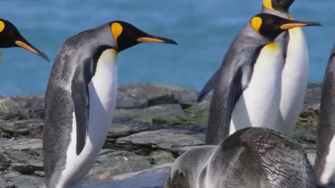 Penguin running on beach