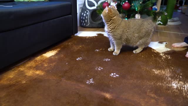 What are those traces then