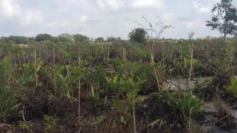 Mangrove over view
