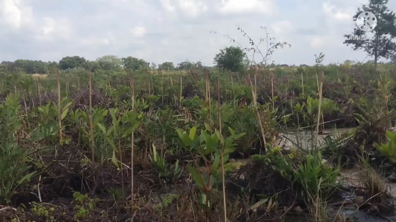 Mangrove over view