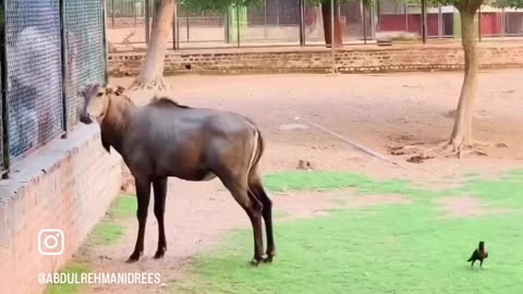 Visit to Lahore Zoo