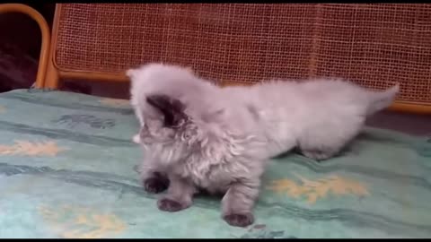 Funny cats and kittens Meowing compilation