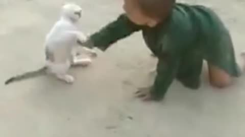 Fanny cat vs kid
