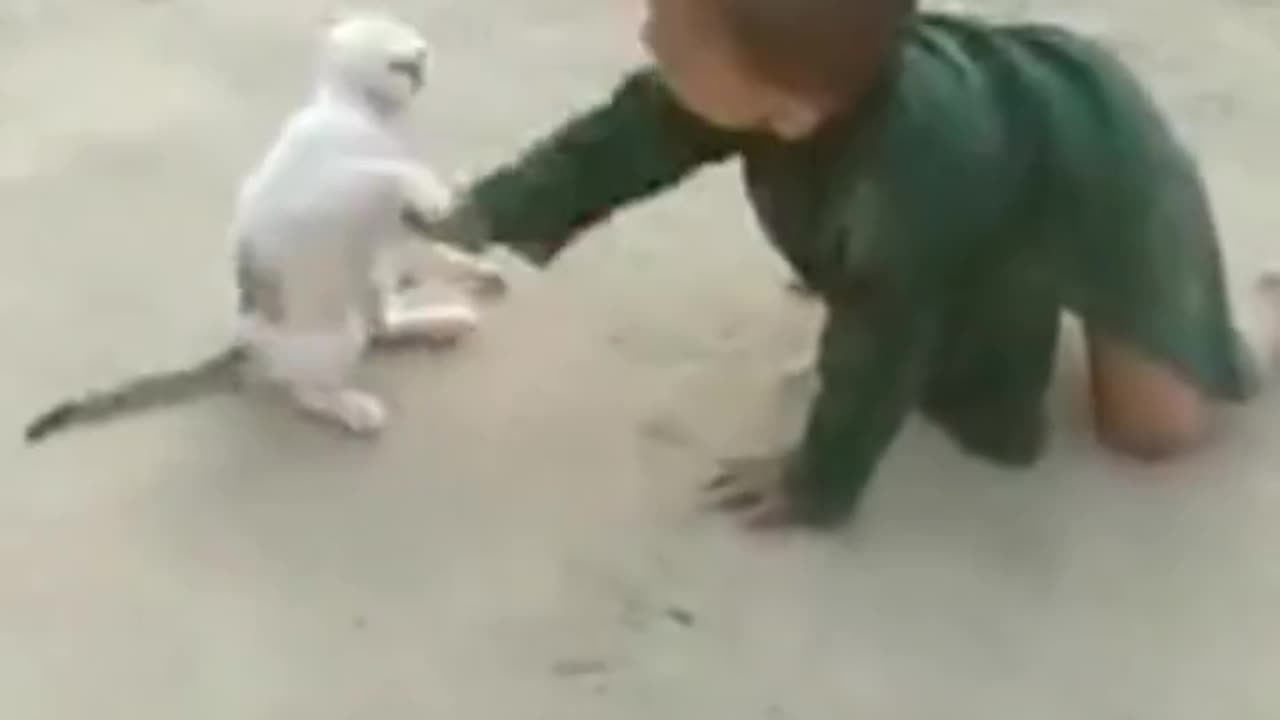 Fanny cat vs kid