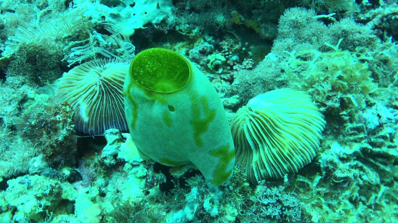 This sea squirt is one fascinating animal (no sound)