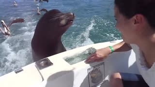 Feeding the Sea Lions Very Interesting Moment.