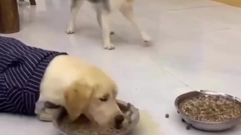 Dogs are eating their food