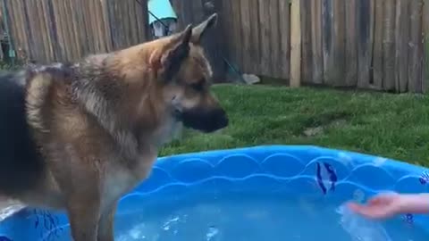 Splashing Shepherd Throws Water Back