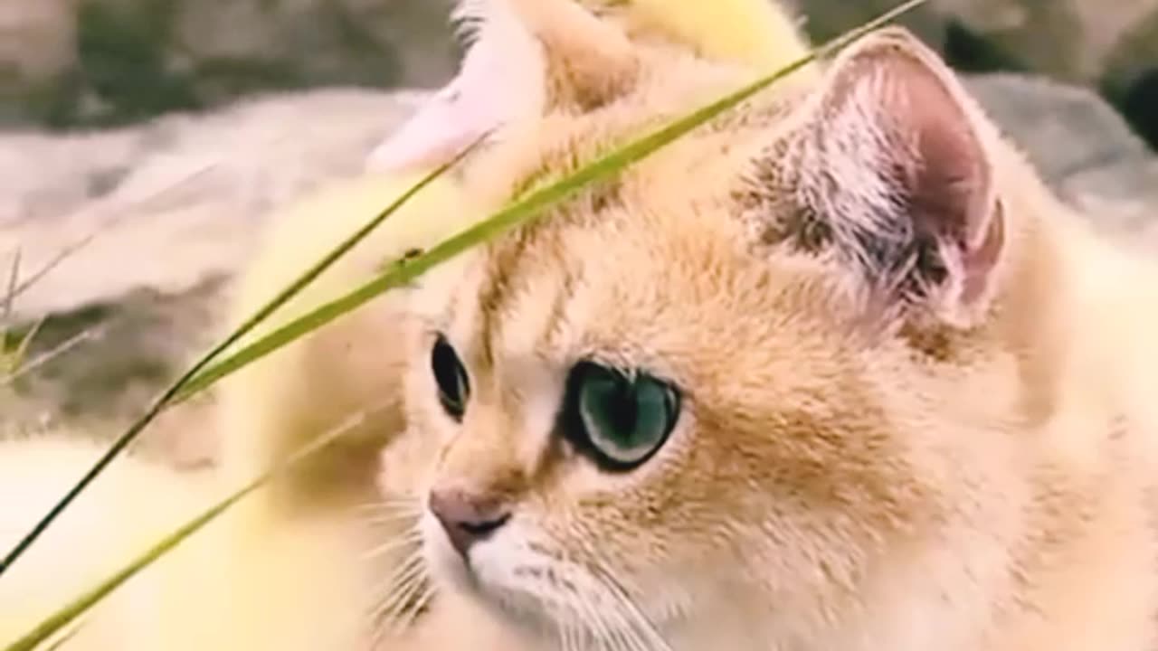 "Unlikely Animal Friendship: Cat Plays Guardian Angel to Two Adorable Ducklings!"