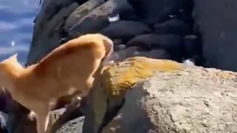 Top funniest animal we dost of 2023
