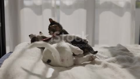 Cat mating with dog