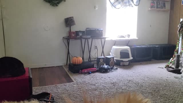 Hey Alexa did you go to college?