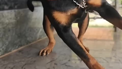 Dangerous Dog