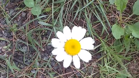 Daisy