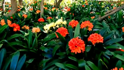 Relaxing Music | Sleeping, Meditation, Stress Relief | [1586] ⭐️