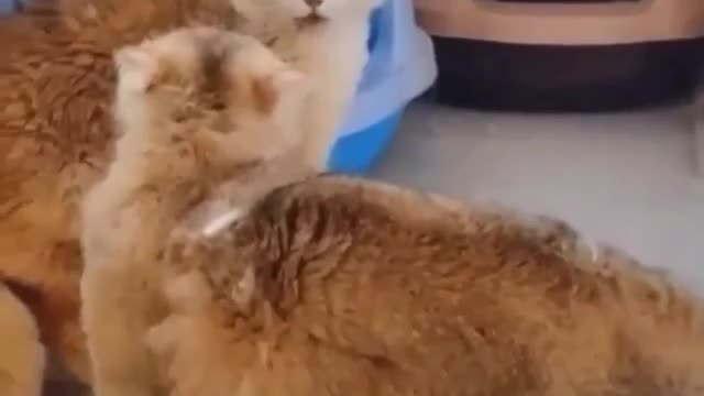 fighting cat