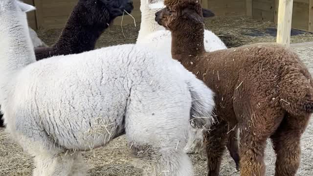 Fashionable Alpaca has a Feather Stuck on His Head