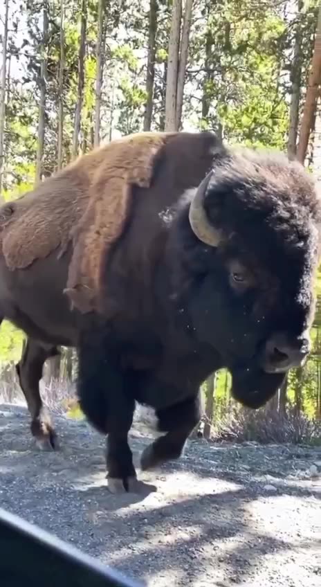 Massive Adult Bison
