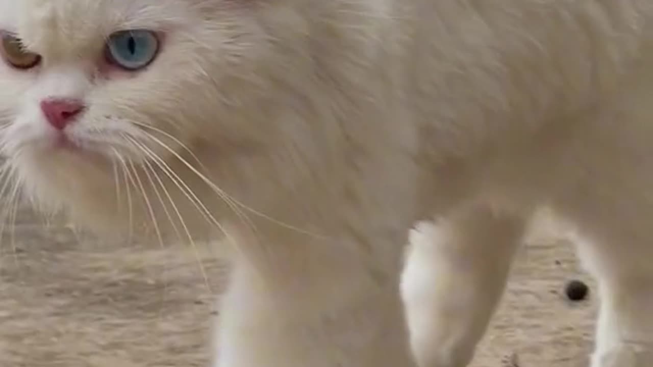 Persian Cat |Cute Cat|Blue yellow colour eye