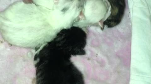 newborn kittens